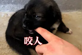 小奶狗都睁眼睛啦，先咬我一口是什么意思？视频封面