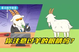 你注意过羊的眼睛吗？视频封面