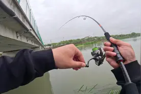 鳜鱼凶猛最好钓，跳底飘铅手法简单，有鱼几竿就给口