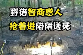 国外野猪泛滥，农场主使出一招妙计，让十多头野猪乖乖过来送死视频封面