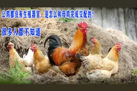 公鸡都没有生殖器官，是怎么和母鸡完成交配的？很多人都不知道