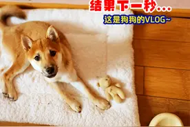 小八嘎柴犬家庭式宠物寄养vlog狗狗真实故事纪录片日常搞笑视频视频封面