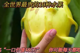 盘点全球最贵水果TOP10，第一名价值480万，日常水果也有惊喜视频封面