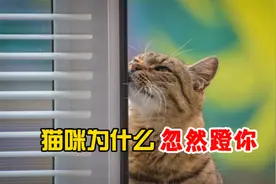 猫咪为什么忽然用腿蹬你？有4个原因！