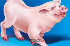 解梦之梦见猪视频封面