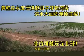 黄壁庄水库泄洪献县子牙河段，河水已进玉米地，水位可能还会增长视频封面