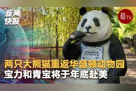 两只中国大熊猫将重返华盛顿动物园  宝力和青宝于年底赴美视频封面