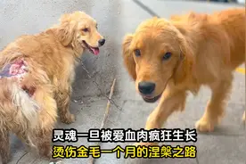领养后惨遭虐待被烫伤的金毛，被救一个月后重获新生，看哭了视频封面