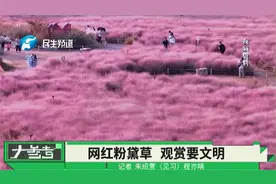 河南郑州：“网红”粉黛草花海，进入最佳观赏期，请文明打卡！视频封面