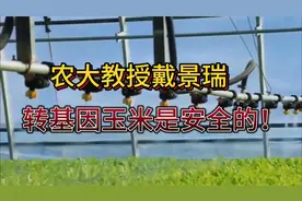农大教授戴景瑞：转基因玉米是安全的！视频封面