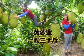 菠萝蜜常见 但是30斤的大家伙罕见 还这么便宜