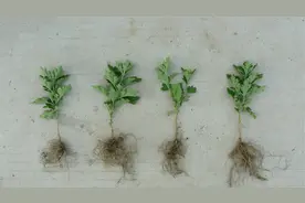 菊花爱好者必备：菊花苗的扦插全过程视频封面