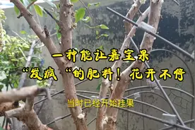 一种能让嘉宝果”发疯“的肥料！花开不停，吃不完视频封面