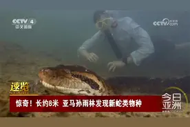 惊奇！长约8米 亚马孙雨林发现新蛇类物种