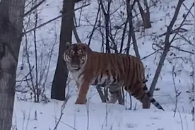 男子开车遇东北虎面对面对峙10分钟 目击者：经常遇到不害怕视频封面