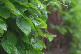 适合读书时听的音乐合集🍒冥想音乐、书店里播放的好音乐