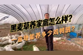 一亩地的黑麦草能养多少只鸡鸭鹅？养殖家禽效益好不好?