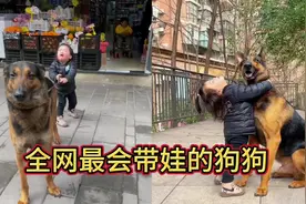 全网最会带娃的狗，帮主人带大了一胎二胎，孩子们把它当哥哥看待