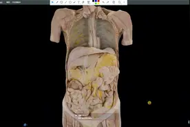 小肠：空肠、回肠