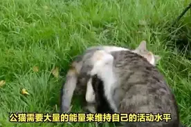 公猫发情的表现有哪些