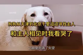 狗狗从天津到北京千里迢迢寻找主人，狗狗和主人相见时，我看哭了视频封面