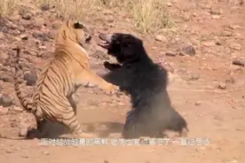 黑熊单挑老虎，2分钟看得我惊心动魄，谁才是真正的丛林之王？视频封面