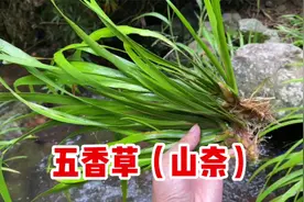 茴香菖蒲又名“五香草”，你知道它的用途吗？一起来认识