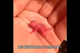 用头发掏耳朵为什么会那么爽视频封面