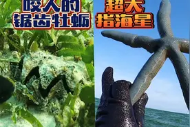 赶海时，发现一个会咬人的贝壳，还有个超大海星！《环球探海记》视频封面