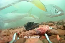 黄尾进窝不开口，打窝方法改变一下，鱼口可能就会变好