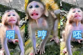 不到一个月的小奶猴，弹舌骂街吧吧的，谁都不怕