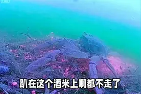 瞒不住了！螃蟹进窝该如何垂钓？看完视频让你的钓鱼技巧遥遥领先视频封面