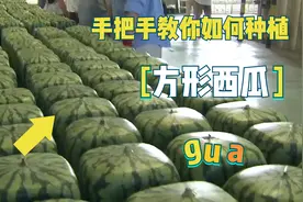 日本天价方形西瓜你们见过吗？现在我们揭秘方形西瓜的种植技巧！