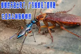 蟑螂的天敌出现了，广东蟑螂见了都得跑，它是怎么制服蟑螂的