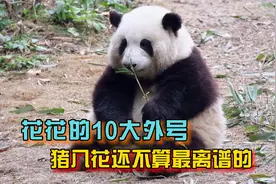 大熊猫花花的10大搞笑外号，“猪八花”还不算最离谱的