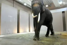 只会说人话的神奇动物，韩国一只大象竟会说韩语，还字正腔圆？