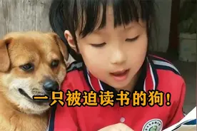 全网最无奈的狗，每天被小主人拉着读书，狗子一脸的生无可恋！视频封面