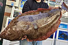 几十斤的比目鱼，见识一下韩国人怎么杀了做鱼生，杀完还是活体的视频封面