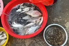 大清早乡村集市河鲜多，一条13斤野生桂花鱼，不用想直接拿下！视频封面