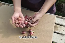 洋葱头很便宜，找个花盆去密植，叶子当葱花，炒菜老香了