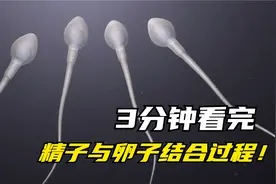 3分钟带你看完，精子与卵子的结合过程！
