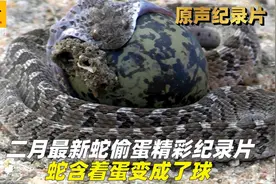二月最新蛇偷蛋精彩纪录片，蛇含着蛋变成了球，看它如何逃走