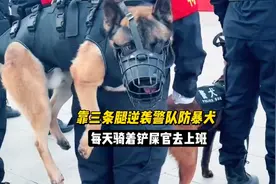 马犬巴顿，靠三条腿逆袭成警队防暴犬，每天还能骑着铲屎官去上班视频封面