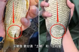 买鲫鱼，要分清“土鲫”和“工程鲫”，差别挺大，买错难吃不鲜美