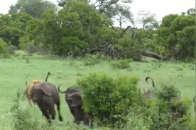 雄狮猎杀野牛群，不料野牛一对一和雄狮硬刚，精彩刺激，太强悍了视频封面