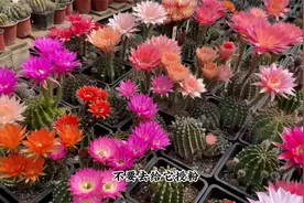 仙人球不开花？是没搞懂“诀窍”，简单“几步”让它花开不停视频封面