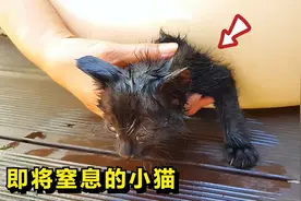 可怜的小猫被塞进圆孔中，头被卡住它拼命挣扎，窒息使它万分痛苦视频封面