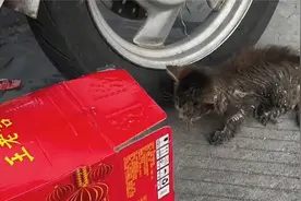 噔噔：经历了九死一生，只为遇到那个心软的神！视频封面