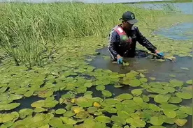 隐藏在芦苇荡中的地笼网（绝户网）｜松花江禁渔期视频封面