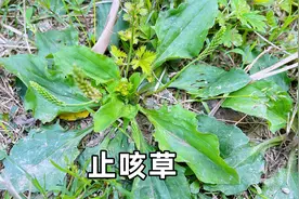 农村菜地旁的车前草，是不多的野菜，老人家说是止咳草视频封面